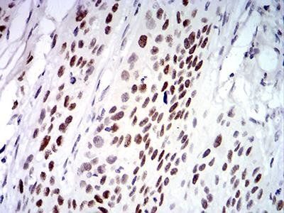 UFD1L Antibody