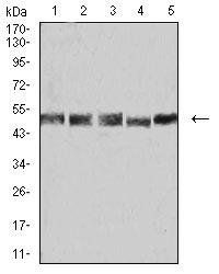 UFD1L Antibody