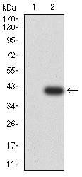 UFD1L Antibody