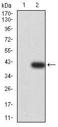 UFD1L Antibody