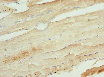UFD1 Antibody