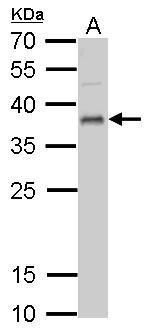 UFD1L antibody