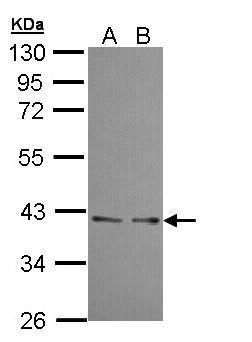 UFD1L antibody