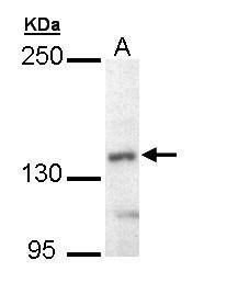 UFD2 antibody