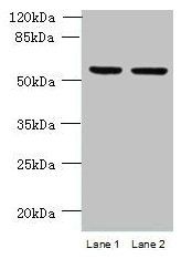 UFSP2 antibody