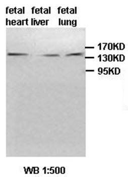 UGCGL2 antibody