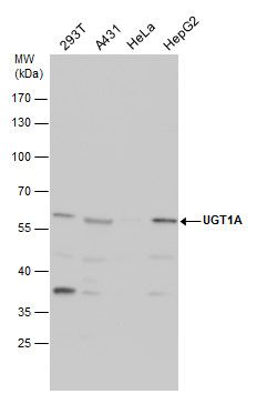 UGT1A antibody