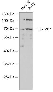 UGT2B7 antibody