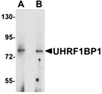 UHRF1BP1 Antibody