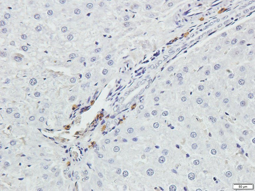 UHRF2 antibody