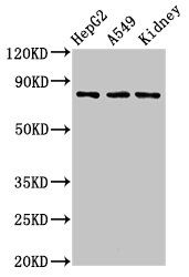 UIMC1 antibody