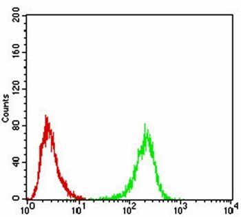 ULK2 Antibody