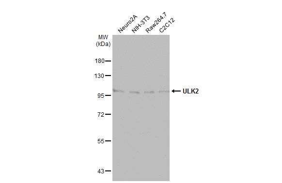 ULK2 antibody