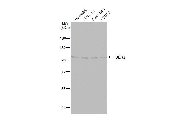 ULK2 antibody [C2C3], C-term