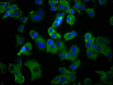 UMODL1 Antibody