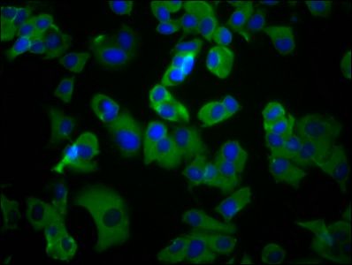 UMODL1 antibody