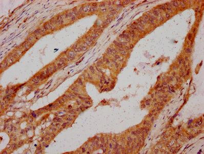 UMODL1 Antibody