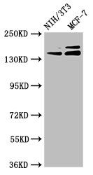UMODL1 antibody