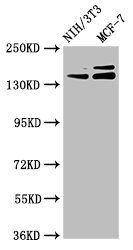 UMODL1 Antibody