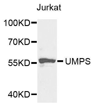 UMPS antibody