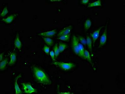 UNC13D Antibody