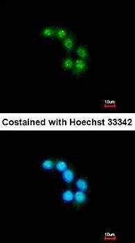 Unc18-2 antibody