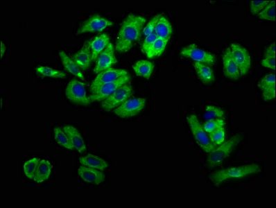 UNC5B Antibody