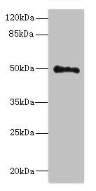 UNC93A antibody