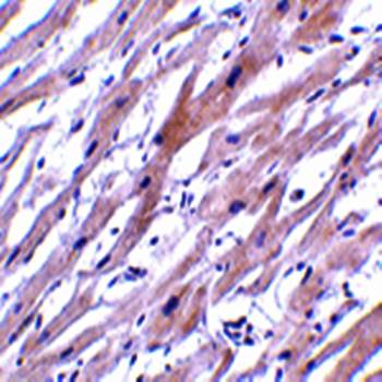 UNG1 Antibody