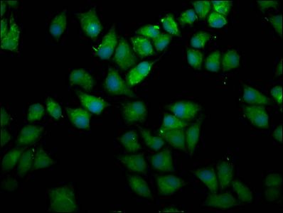 UPF3B Antibody