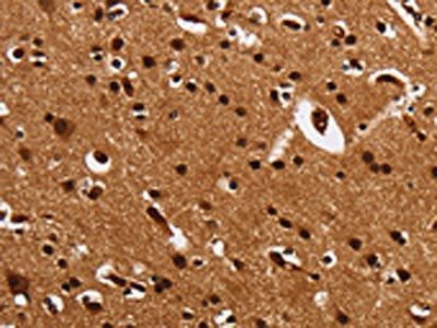 UPK3B Antibody