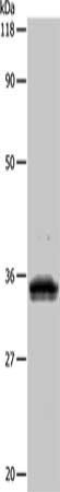 UPK3B Antibody