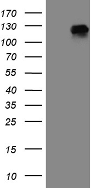 Upstream Binding Protein 1 Antibody