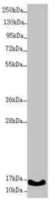 UQCC2 antibody