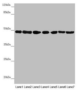 UQCRC2 antibody