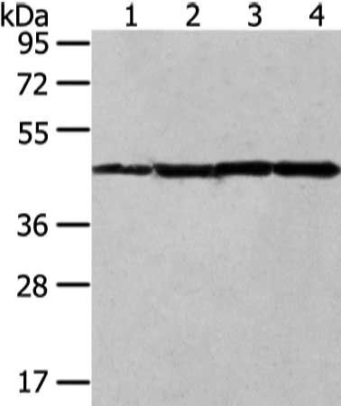 UQCRC2 antibody