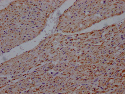 UQCRC2 antibody