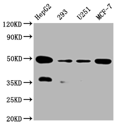 UQCRC2 Recombinant Monoclonal Antibody