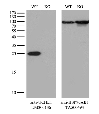 UQCRFS1 Antibody
