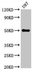 URI1 antibody