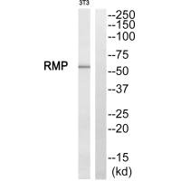 URI1 antibody