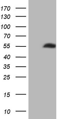 FERMT3 Antibody