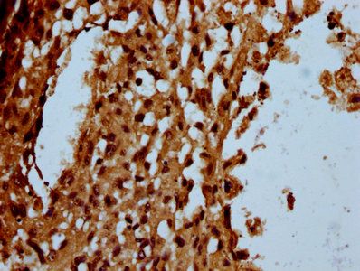 USB1 Antibody