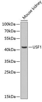 USF1 antibody
