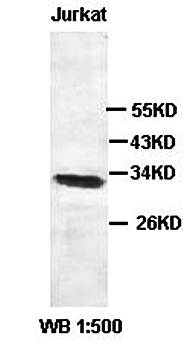 USF1 Rabbit Polyclonal Antibody