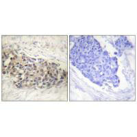 USF2 Antibody