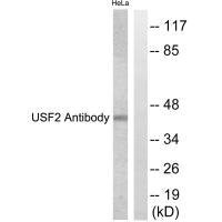 USF2 antibody