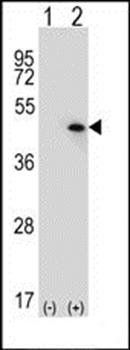 USP12/USP46 antibody