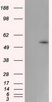 USP13 Antibody