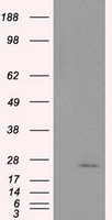 USP13 Antibody